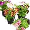 Petunia lat. Petunia x hybrida Amore Serien>Mäster Grön Outlet