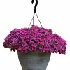 Petunia Party Småblom Cabaret Gn Kiss>Mäster Grön Discount