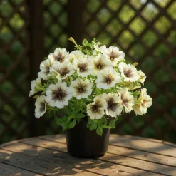 Petunia Party lat. Petunia surfinia 'Cappuccino'>Mäster Grön Best