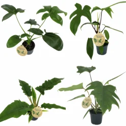 Philodendron Exklusiv Mix i 11cm kruka>Danblumen Clearance