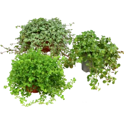 Pilea lat. Pilea spp. Mix>Mäster Grön Online