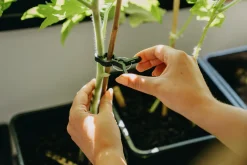 Plantclips Strong 20-p><noscript><img width=