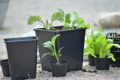 Plastkruka Fyrkantig Svart 20x20x23cm>Nelson Garden Outlet