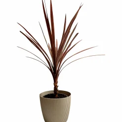 Plastkruka Stripes>Ventura Online