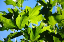 Platan Ungträd ca 150-200cm>Omnia garden Online