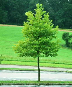 Platan Ungträd ca 150-200cm>Omnia garden Online