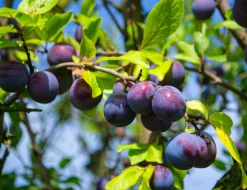 Plommon 'Opal' Svagväxande>Omnia garden Sale