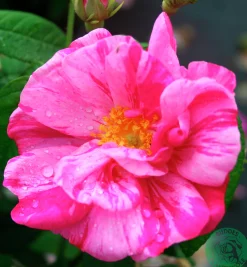 Polkagrisros 'Mundi' Barrotad><noscript><img width=