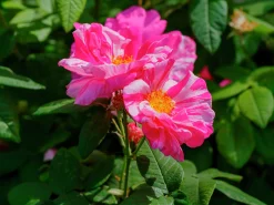Polkagrisros 'Mundi' Barrotad><noscript><img width=