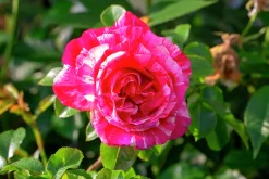 Polkagrisros 'Mundi' Barrotad><noscript><img width=