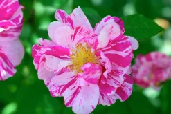 Polkagrisros 'Mundi' Barrotad><noscript><img width=