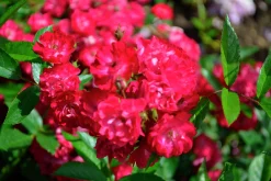 Polyantharos 'Fairy Dance' 'Harward' Barrotad>Omnia garden Outlet