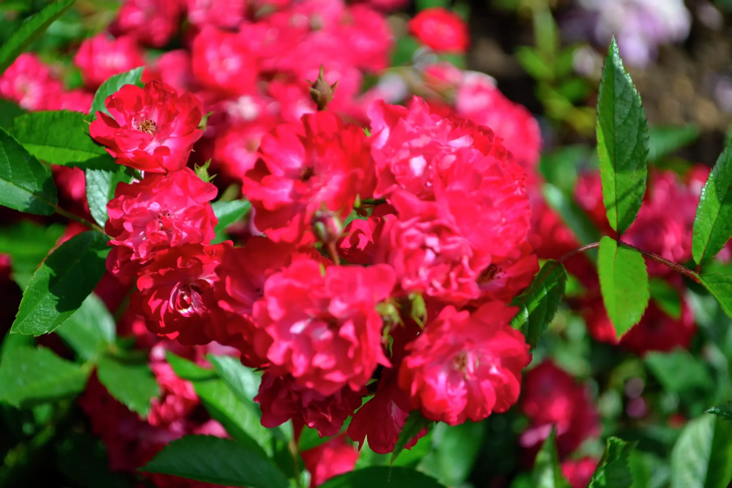 Polyantharos 'Fairy Dance' 'Harward' Barrotad>Omnia garden Outlet