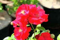 Polyantharos 'Fairy Dance' 'Harward' Barrotad><noscript><img width=