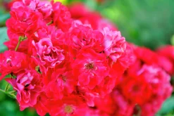 Polyantharos 'Fairy Dance' 'Harward' Barrotad><noscript><img width=