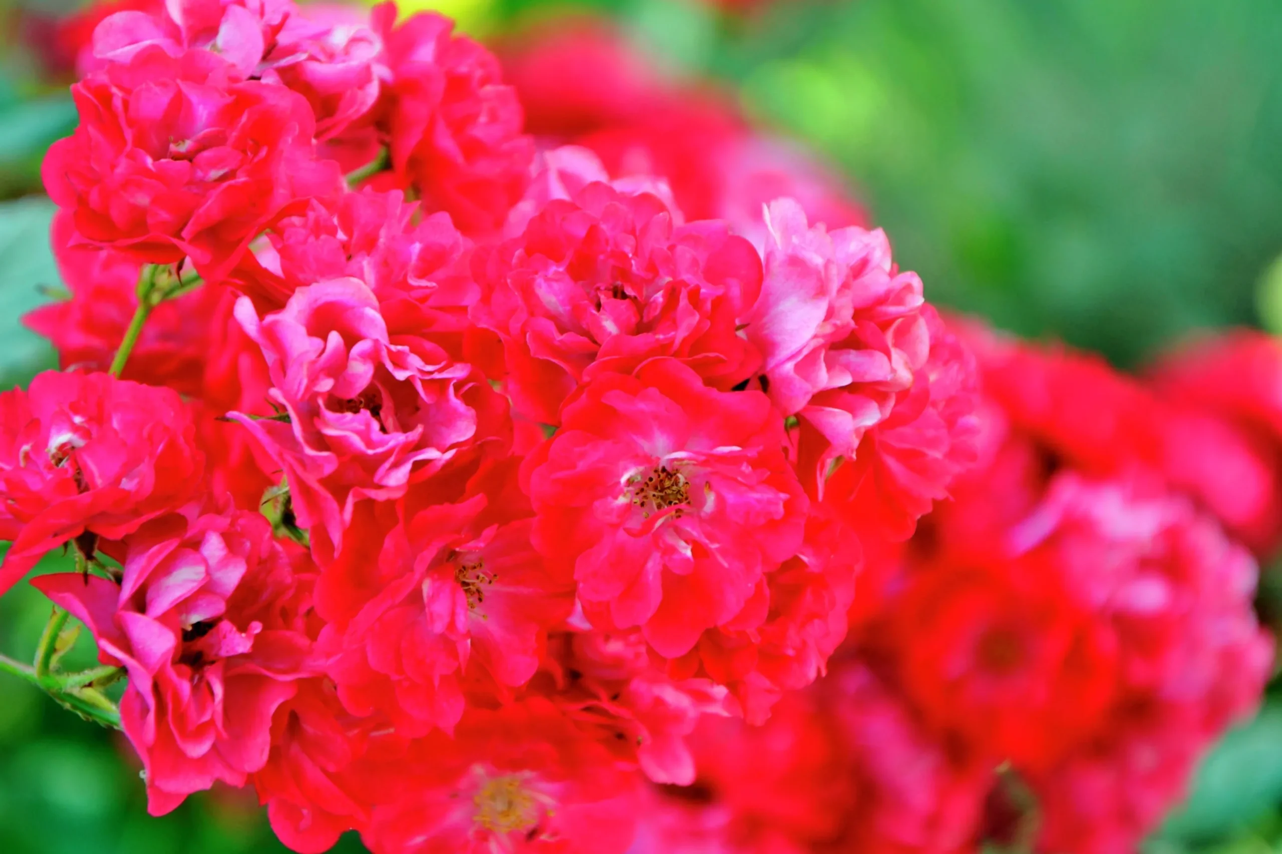 Polyantharos 'Fairy Dance' 'Harward' Barrotad>Omnia garden Outlet