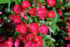Polyantharos 'Fairy Dance' 'Harward' Barrotad><noscript><img width=