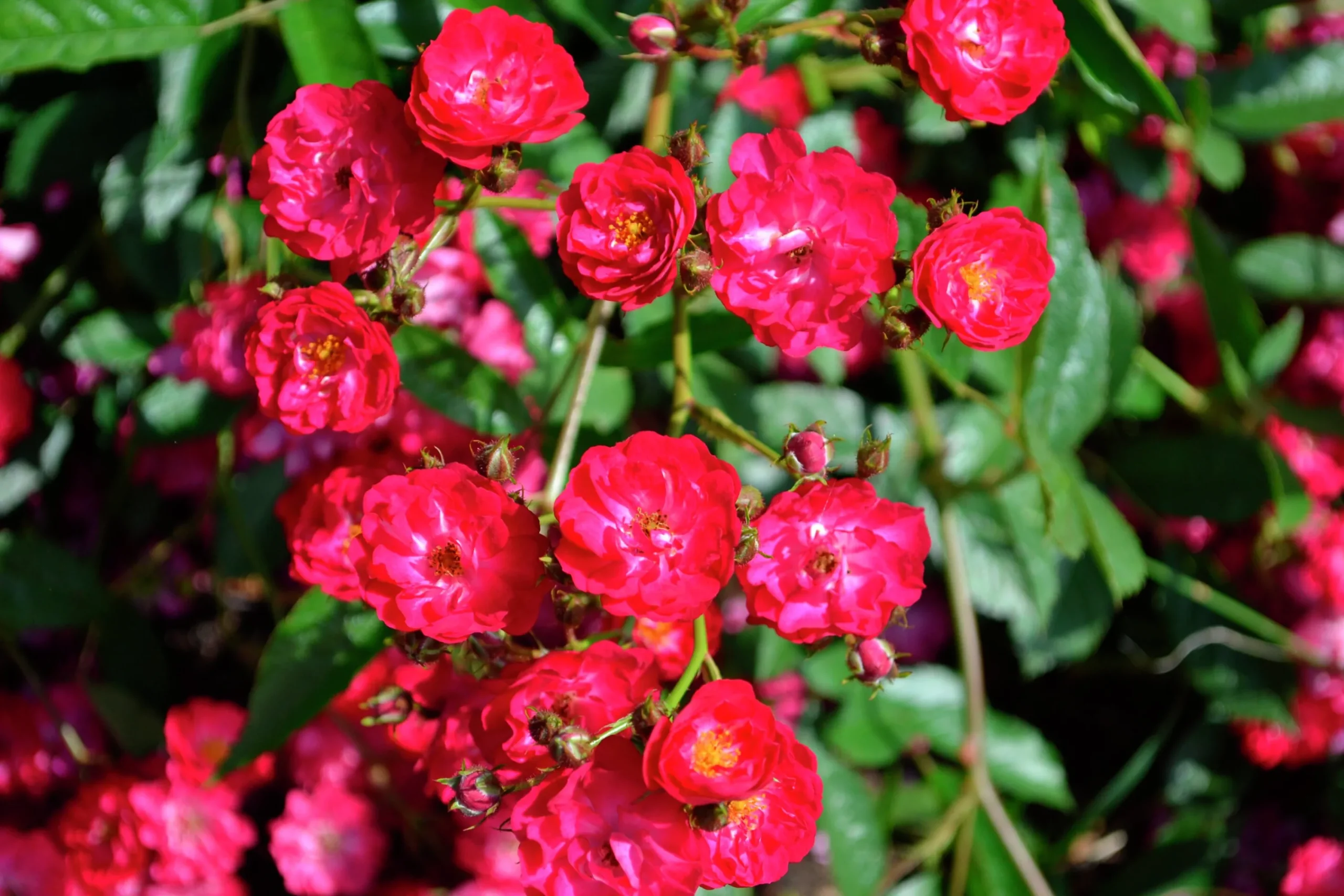 Polyantharos 'Fairy Dance' 'Harward' Barrotad>Omnia garden Outlet