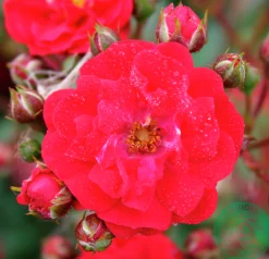Polyantharos 'Fairy Dance' 'Harward' Barrotad><noscript><img width=
