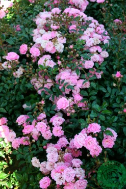 Polyantharos 'The Fairy' Barrotad>Omnia garden