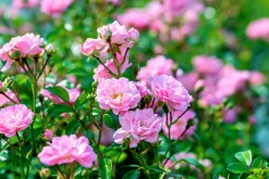 Polyantharos 'The Fairy' Barrotad>Omnia garden