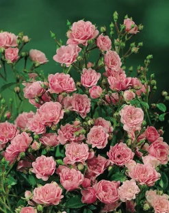 Polyantharos 'The Fairy' Barrotad><noscript><img width=