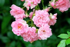 Polyantharos 'The Fairy' Barrotad><noscript><img width=