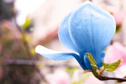 Poppelmagnolia 'Blue opal'><noscript><img width=