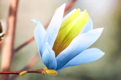 Poppelmagnolia 'Blue opal'><noscript><img width=