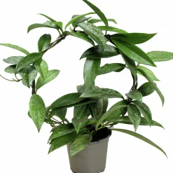 Porslinsblomma lat. Hoya carnosa på båge>Danblumen Sale