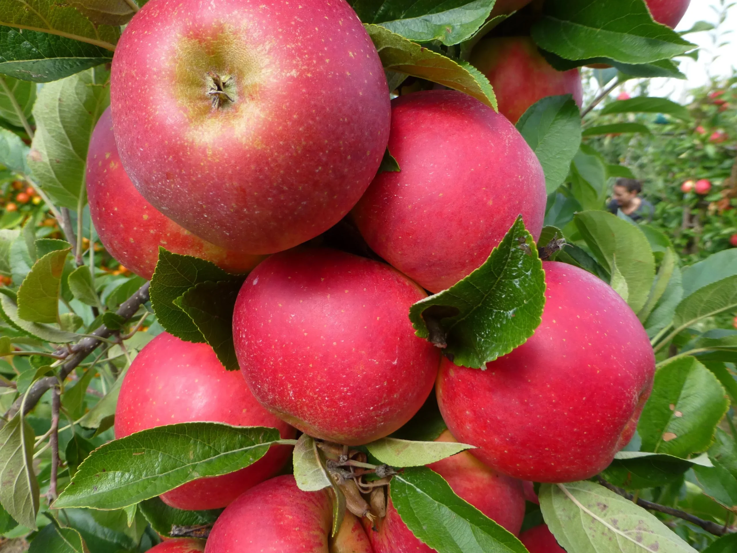 Äpple 'Agnes' Svagväxande B9>Omnia garden Outlet
