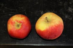 Äpple 'Alice' Krukodlad>Omnia garden New