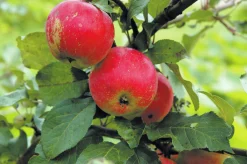 Äpple 'Alice' Krukodlad>Omnia garden New