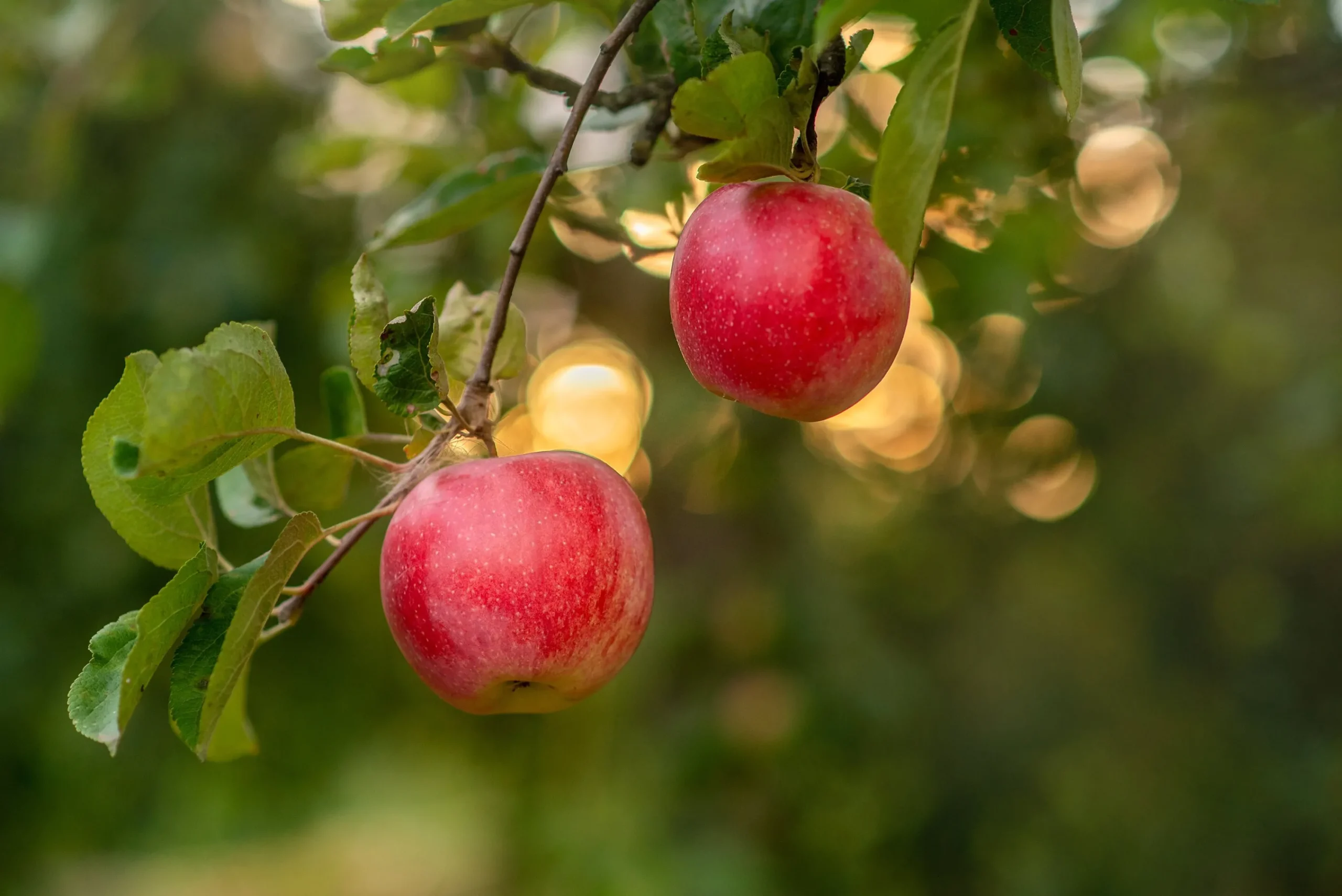 Äpple 'Alice' Krukodlad>Omnia garden New