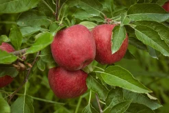 Äpple 'Amo'>Omnia garden Online