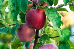 Äpple 'Amo'><noscript><img width=