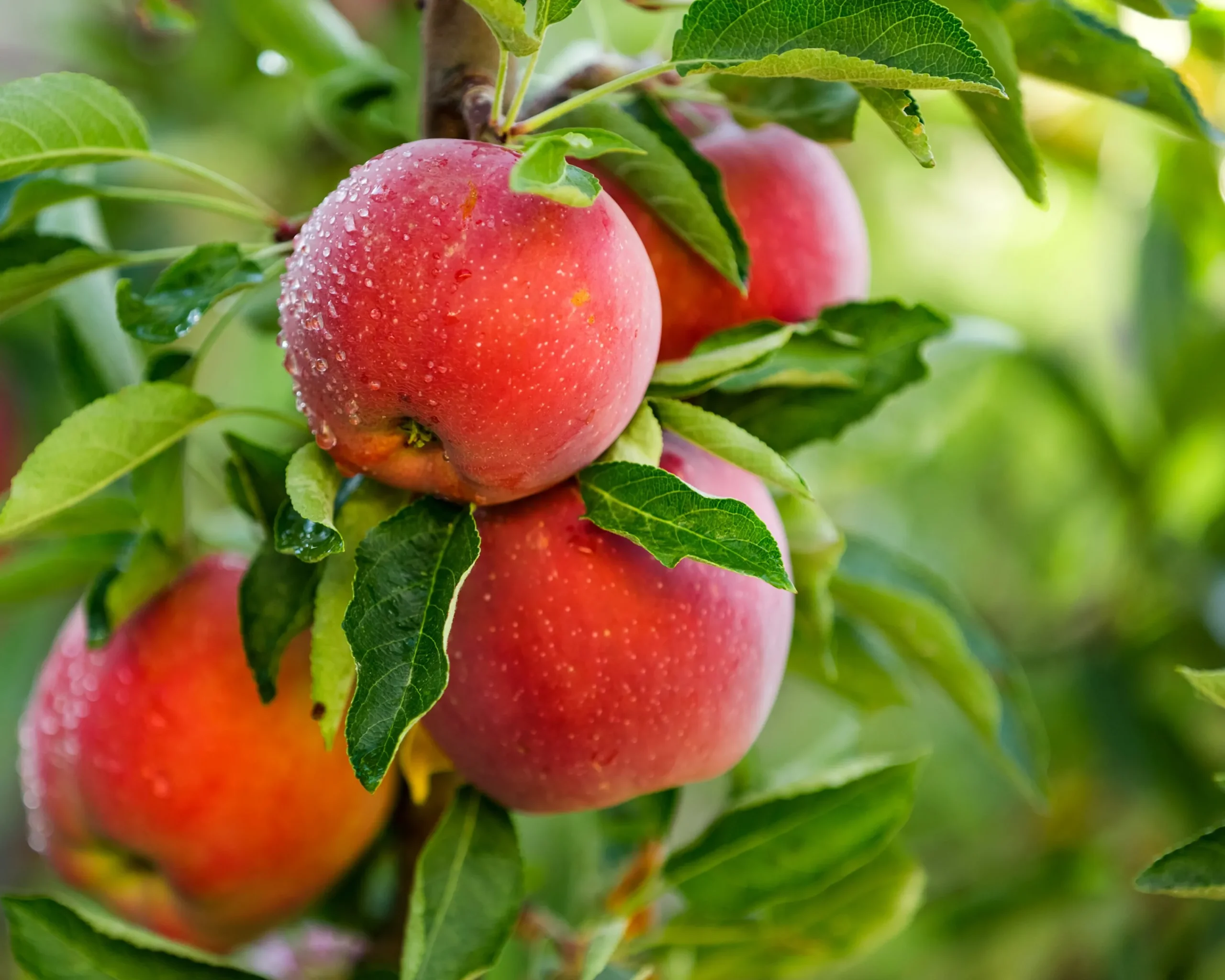 Äpple 'Aroma'>Omnia garden Clearance