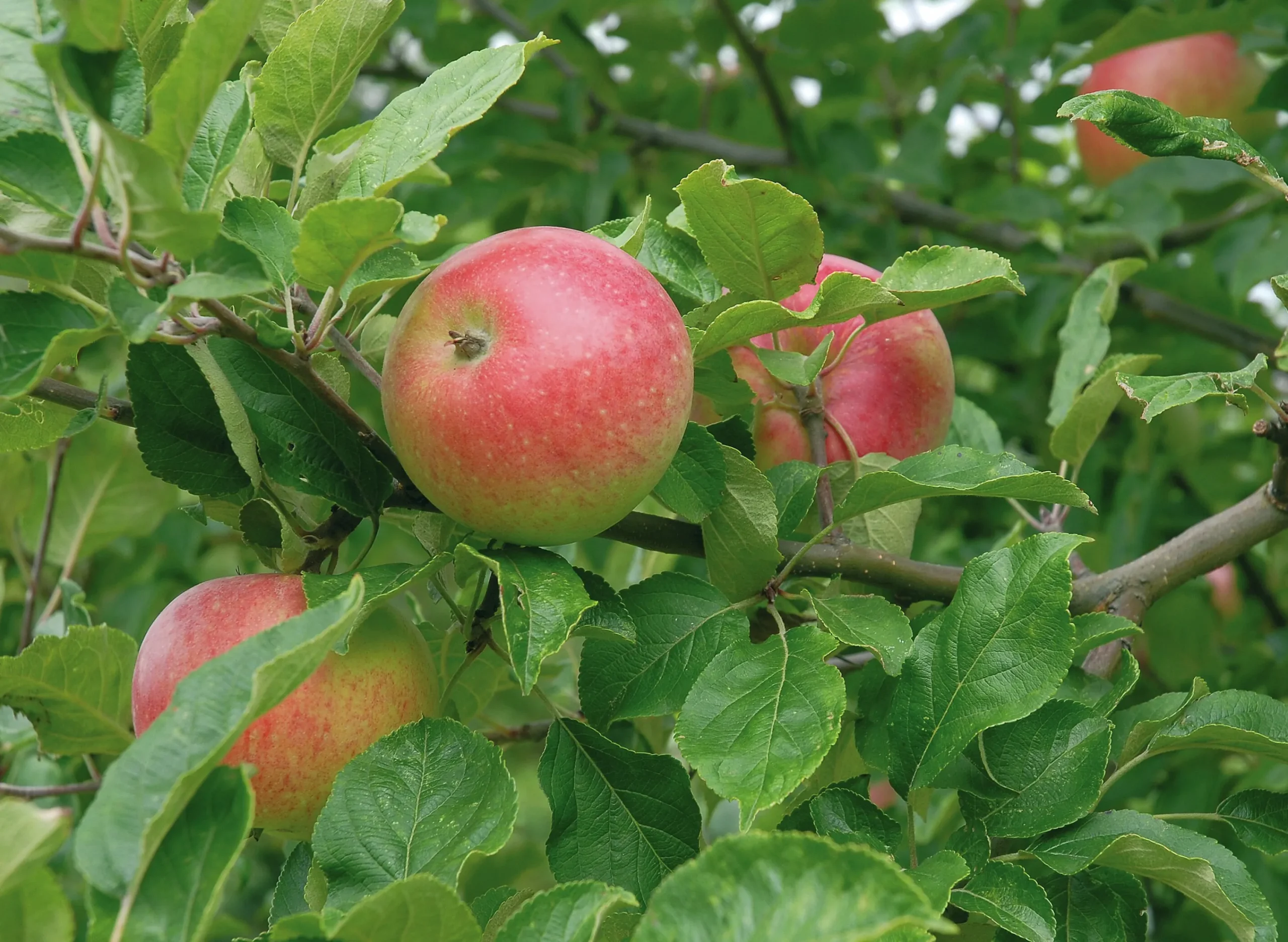 Äpple 'Aroma'>Omnia garden Clearance