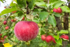 Äpple 'Aroma' Svagväxande B9>Omnia garden New