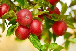 Äpple 'Aroma' Svagväxande B9><noscript><img width=