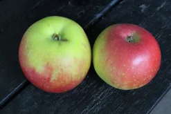 Äpple 'Aroma' Svagväxande B9><noscript><img width=