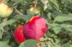 Äpple 'Birgit Bonnier'>Omnia garden Online