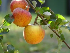 Äpple 'Cox Pomona' Krukodlad>Omnia garden New