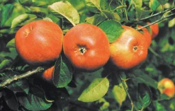 Äpple 'Cox Pomona' Krukodlad><noscript><img width=
