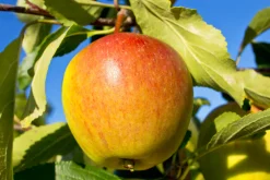 Äpple 'Cox Pomona' Krukodlad><noscript><img width=