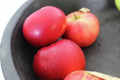 Äpple 'Discovery'>Omnia garden Clearance