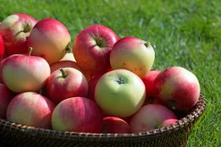 Äpple 'Discovery'><noscript><img width=