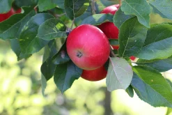 Äpple 'Discovery'><noscript><img width=