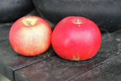 Äpple 'Discovery' Svagväxande>Omnia garden Sale
