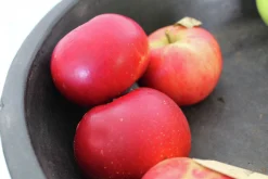Äpple 'Discovery' Svagväxande>Omnia garden Sale